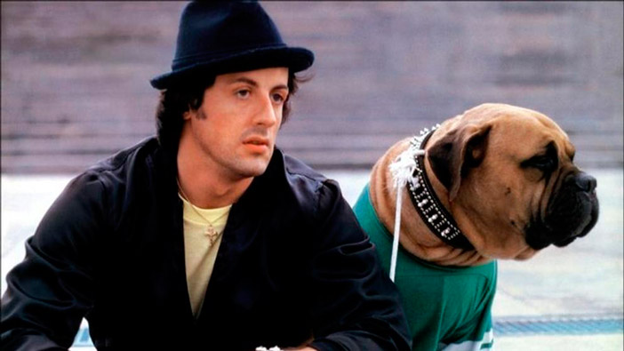 SCuriositiesTW's tweet photo. #SylvesterStallone tuvo que vender a su propio perro por 25$ debido a problemas económicos. Después de grabar #ROCKY , que fue un éxito y ganó tres premios Oscars, quiso recomprar a su mascota, pero el dueño se negó. Solo aceptó tras la oferta de 15.000$ que realizó el actor. https://t.co/PMKnvSbH8Q