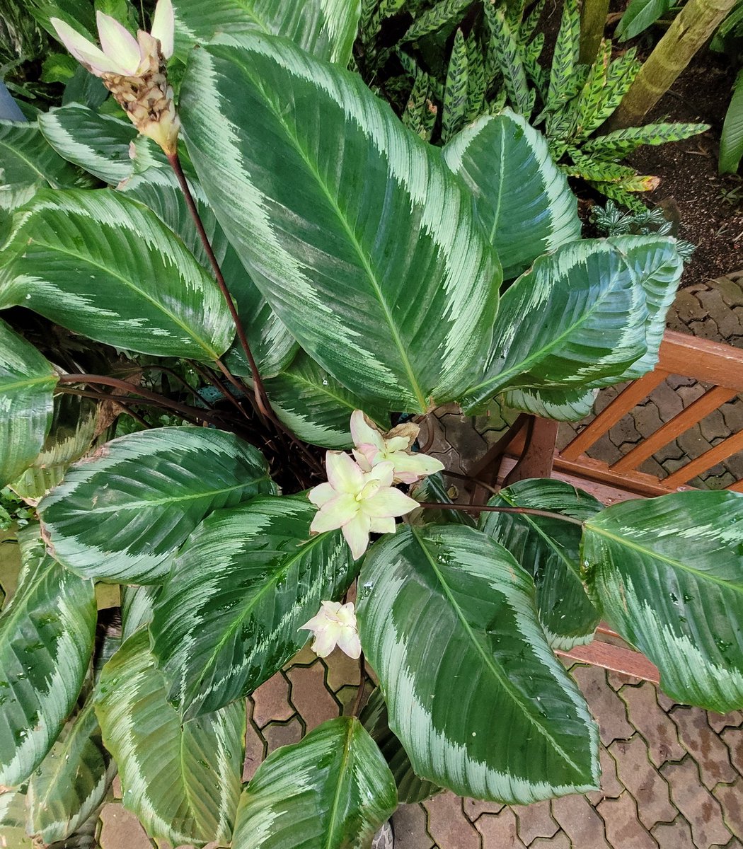 myriadgardens's tweet photo. Growing in the Crystal Bridge: Calathea loeseneri is a species of plant belonging to the Marantaceae family. It is native to Peru, Brazil, Colombia, Ecuador and Bolivia.
#crystalbridge #wednesdaythought https://t.co/fAzlzQZ9nG