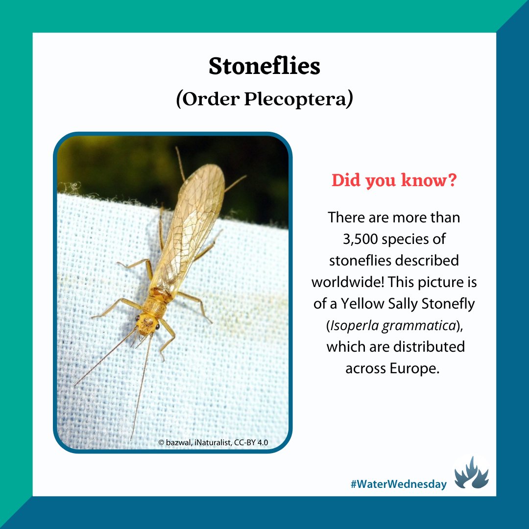 CRI_News's tweet photo. #WaterWednesday - Stoneflies
Stonefly nymphs are one of the most pollution-sensitive orders of aquatic insects, so they are commonly used as bioindicators of aquatic ecosystem health.
#stonefly #insect #streamhealth #CABIN #biomonitoring #streamecology #freshwaterecology https://t.co/I34LvXR6Yd