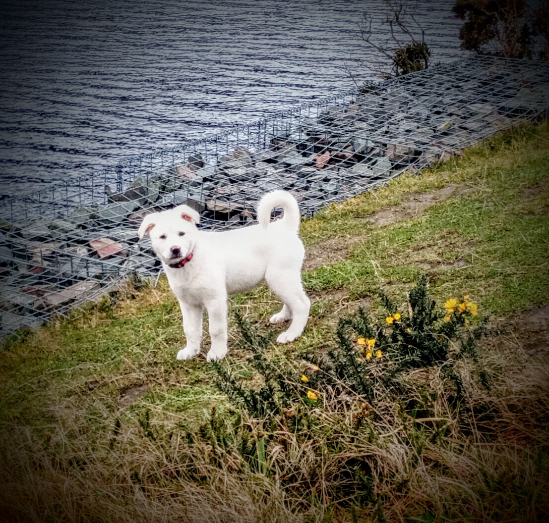 briancanavan1's tweet photo. In a world increasingly full of hate and crap, where #mentalheath is a priority sometimes the simplicity of a puppy is what we all need.
#lockdown #freshair #Labrakita https://t.co/YjiNub1QFW