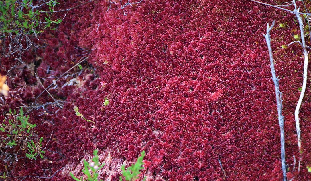 #5 favorite fact- Sphagnum lack internal water-conducting tissue but can still move water. How? Through passive capillary action, Sphagnum can "wick" water. This is due partly to individual plant morphology but it's also a neighborhood effect. Social Sphagnum traits! 5/5