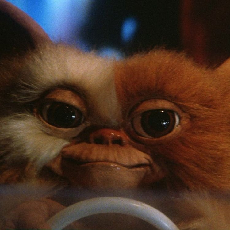 LanternSpooky's tweet photo. It looks like me tho 
#gizmo #gremlins #Memes #hilarous #funny #funniesttweets https://t.co/hb9JMDsEx3