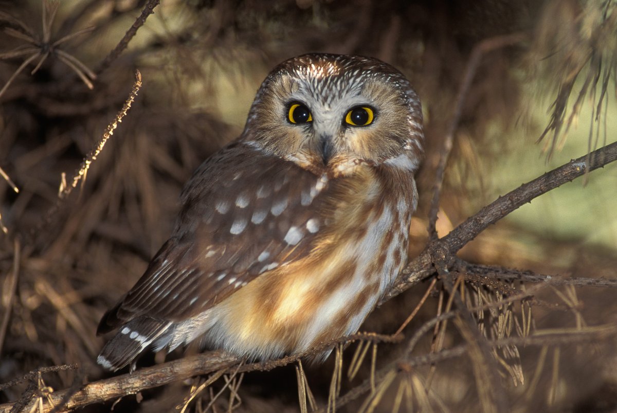 Blink and you’ll miss these hard-to-find birds. They are a real “hoot.” 👉 bit.ly/3oQMC1e
🦉📸: <a href="/MDC_online/">MO Conservation</a>