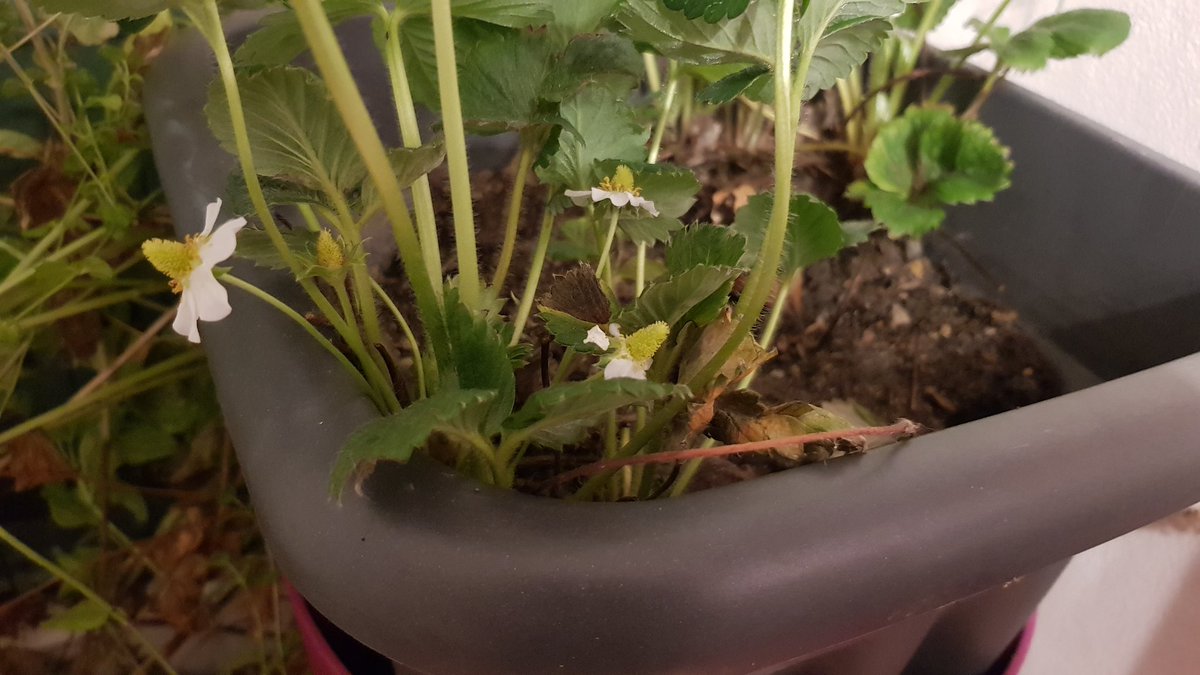 Bei mir blühen die Erdbeeren, und was tut sich bei euch so mitten im Winter?