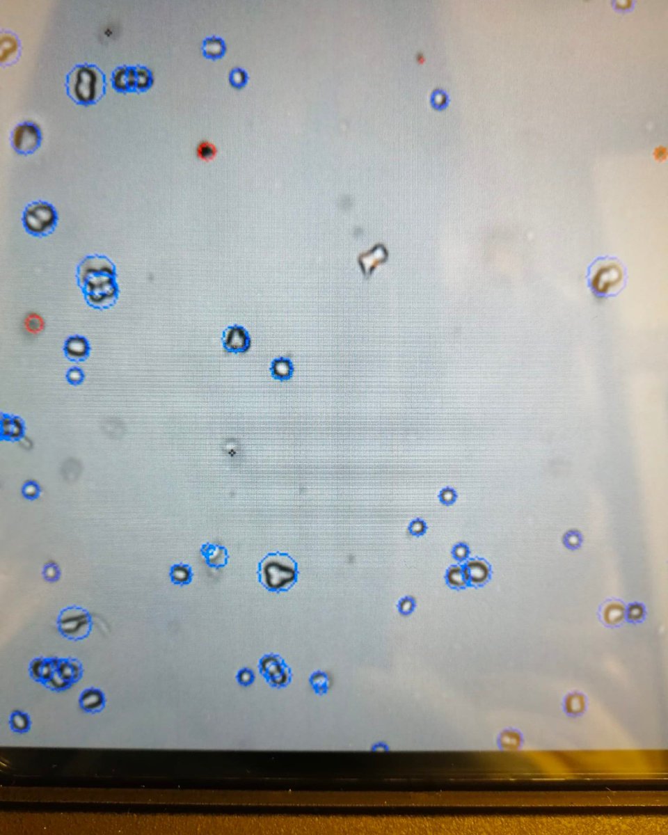BPhotVub's tweet photo. Culturing HepG2 cells in the brand new cell lab at B-PHOT! 👩‍🔬 #photonics #bphot #hepg2 #cells #vubrussel #wearevub https://t.co/ltokahT4Cn