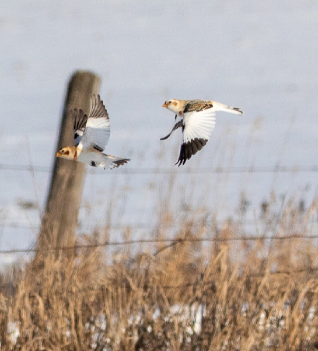 KFlanaganphotos's tweet photo. Wings up, wings down.  I particularly like the color and composition of this one. #snowbuntings #wildlifephotography #wildlife #TwitterNatureCommunity #birds #birdphotography #birder #BirdTwitter #bird https://t.co/yAaawL7LHB