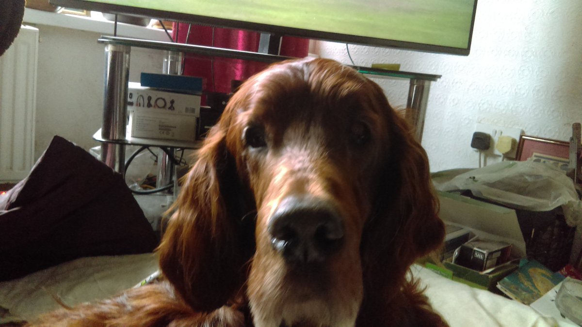 TimJCrowe's tweet photo. Redbeard today.. https://t.co/ULQESoyqFh