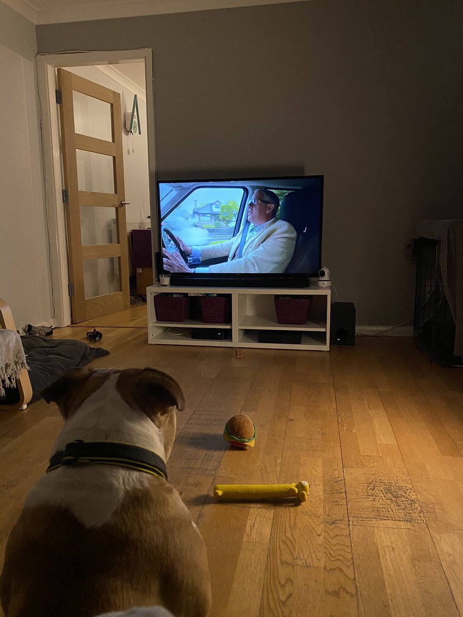 Steph Arthur (@stephharthurr) on Twitter photo Buddy catching up with his favourite programme...such a good boy! <a href="/GraemeDogfather/">Graeme Hall</a> #DogsBehavingVeryBadly Buddy catching up with his favourite programme...such a good boy! <a href="/GraemeDogfather/">Graeme Hall</a> #DogsBehavingVeryBadly