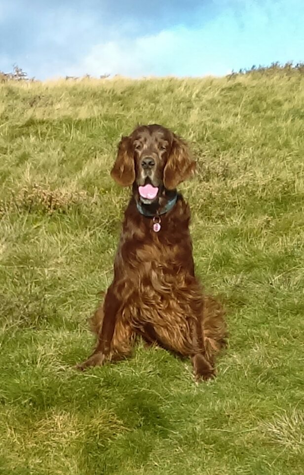 TimJCrowe's tweet photo. Here is Redbeard back in early November 2020. https://t.co/Dt10BlwJVq