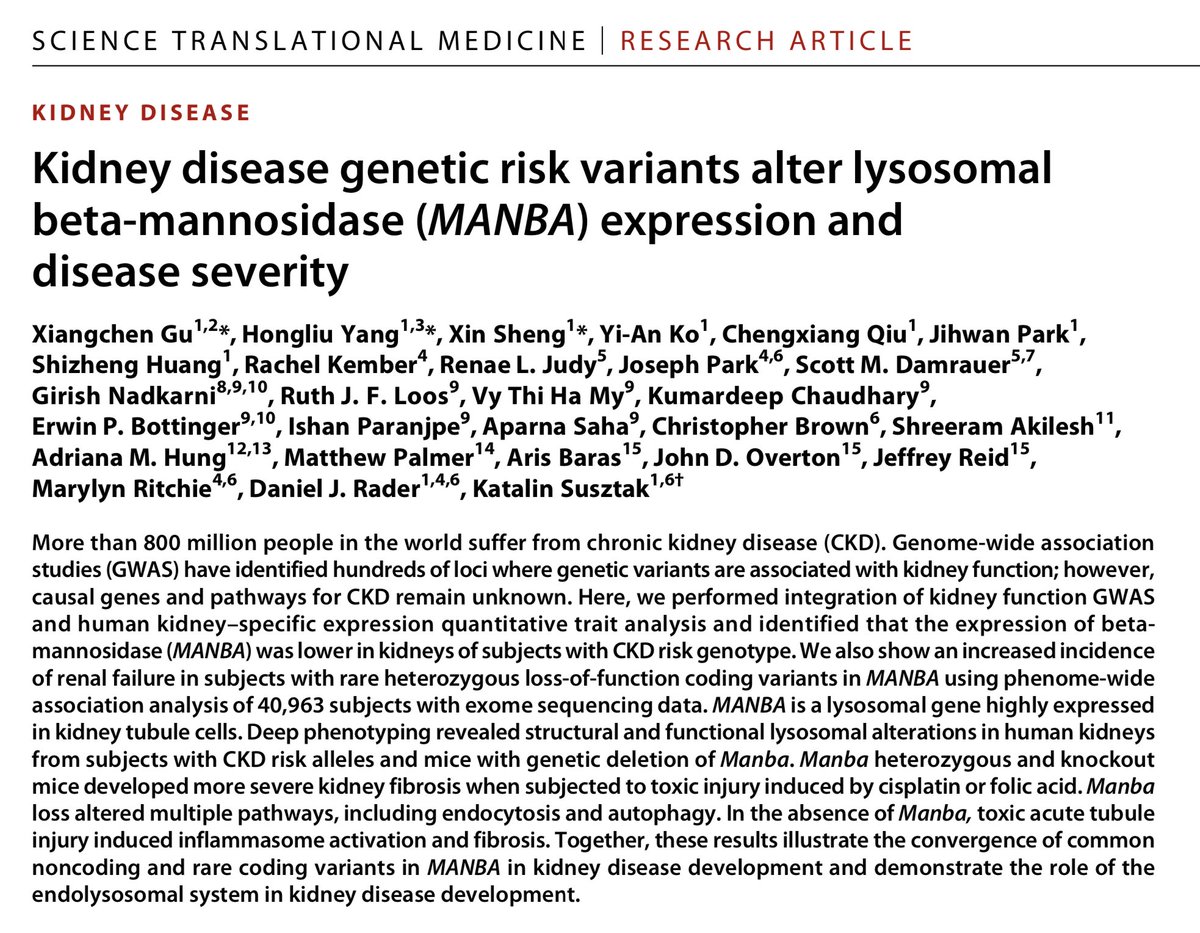 The study is lead by  @Xiangchen_Gu  @XinSheng7 and Holly Yang. Kidney function GWAS identified hundreds of variants associated with kidney function, but causal genes, cell types and mechanisms encoded remains unknown