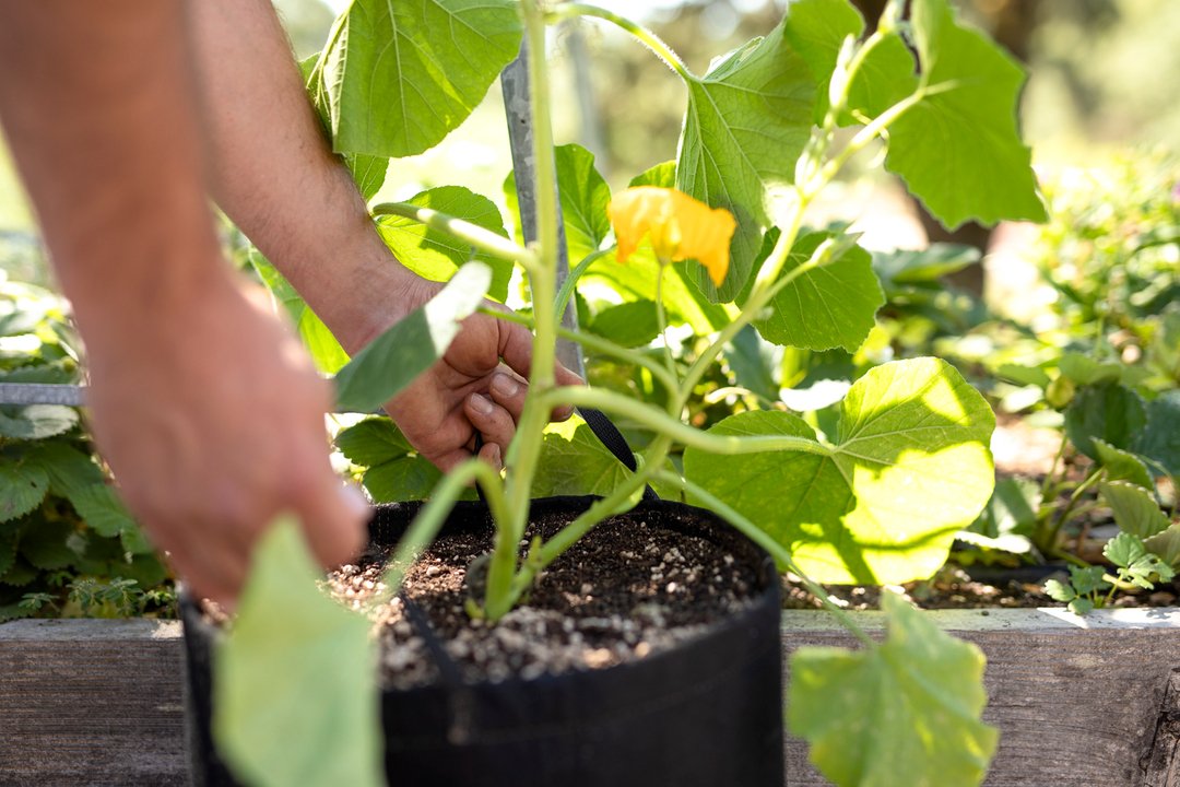 GeopotFabricPot's tweet photo. Our sturdy handles make relocating your plants a breeze! Check out our many varieties of fabric pots at https://t.co/4xlVUIPLvn! https://t.co/GVgNTJGI3j