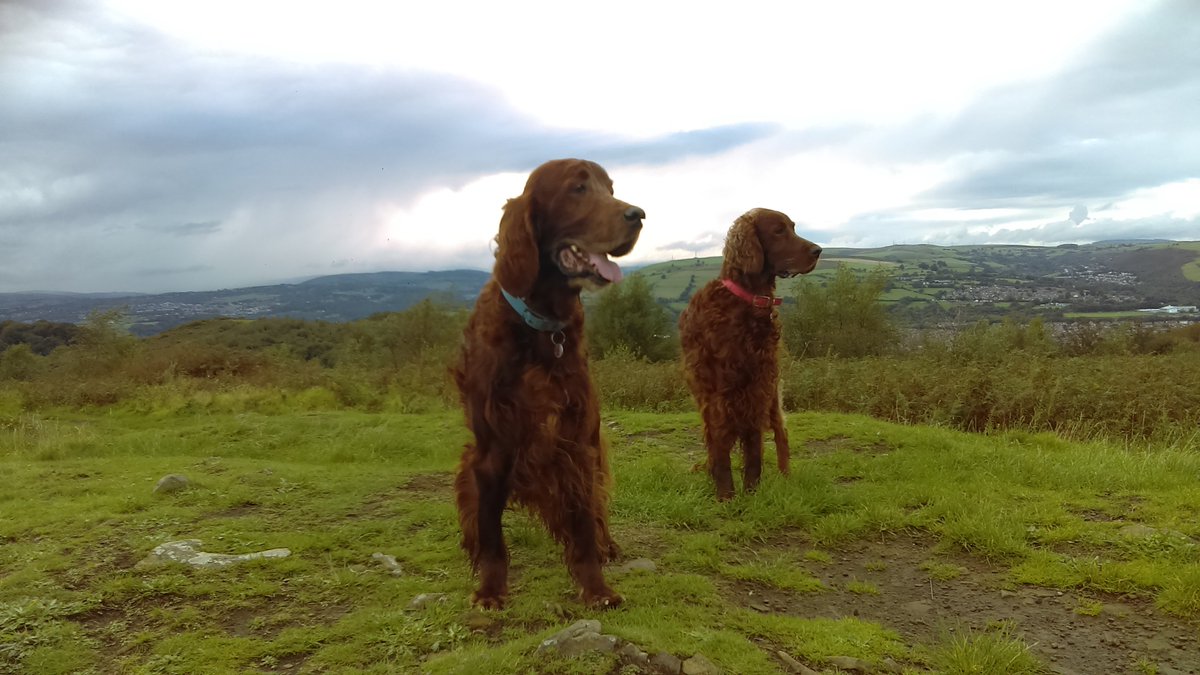 TimJCrowe's tweet photo. Redbeard on the mountain with Merlin ,October 2020  before his back legs failed. https://t.co/NLuFhRbEv1