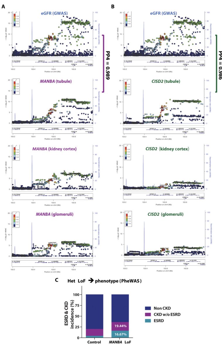 We took a closer look chr4. Coloc integration of the common GWAS variants and eQTL studies showed that MANBA (lysosomal beta mannosidase) is the likely causal gene. Furthermore kidney disease incidence was higher in subjects with rare loss of function coding variants