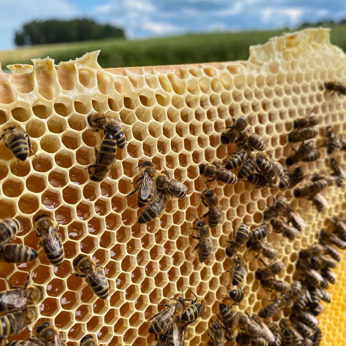 Mögt ihr diesen Anblick auf diese frische Honigwabe? 🍯😋🐝
.
Do you like this sight on this fresh honeycomb? 🍯😋🐝
#imker #imkerei #bienen #beekeeper #beekeeping #bees