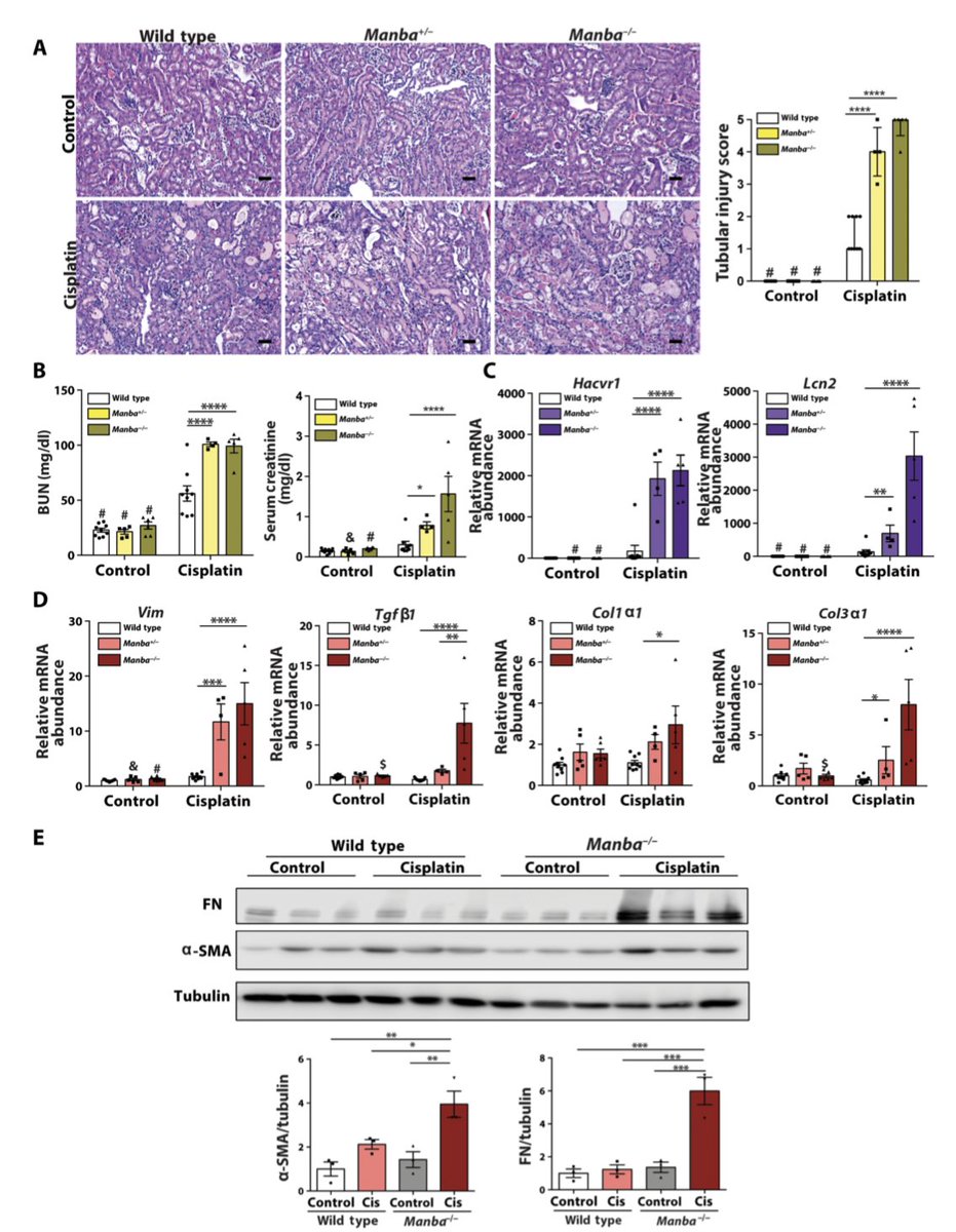 Manba knock-out mice had more severe fibrosis in a variety injury models (FA and cisplatin)