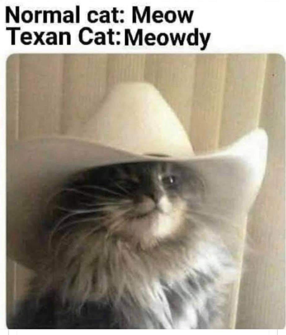 PrinceOreoTheS1's tweet photo. #texascat #CatsOfTwitter #catsofinstagram https://t.co/QOmJb6vtzf
