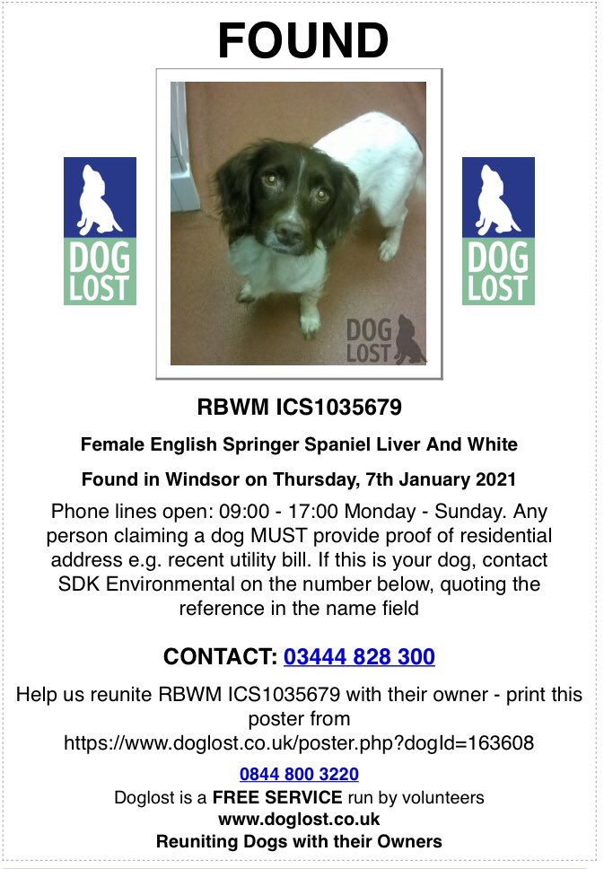 rosieDoc2's tweet photo. FOUND #Spaniel in #Windsor 🆘🆘

https://t.co/C8EUaElCjd https://t.co/HpGuJrT65l