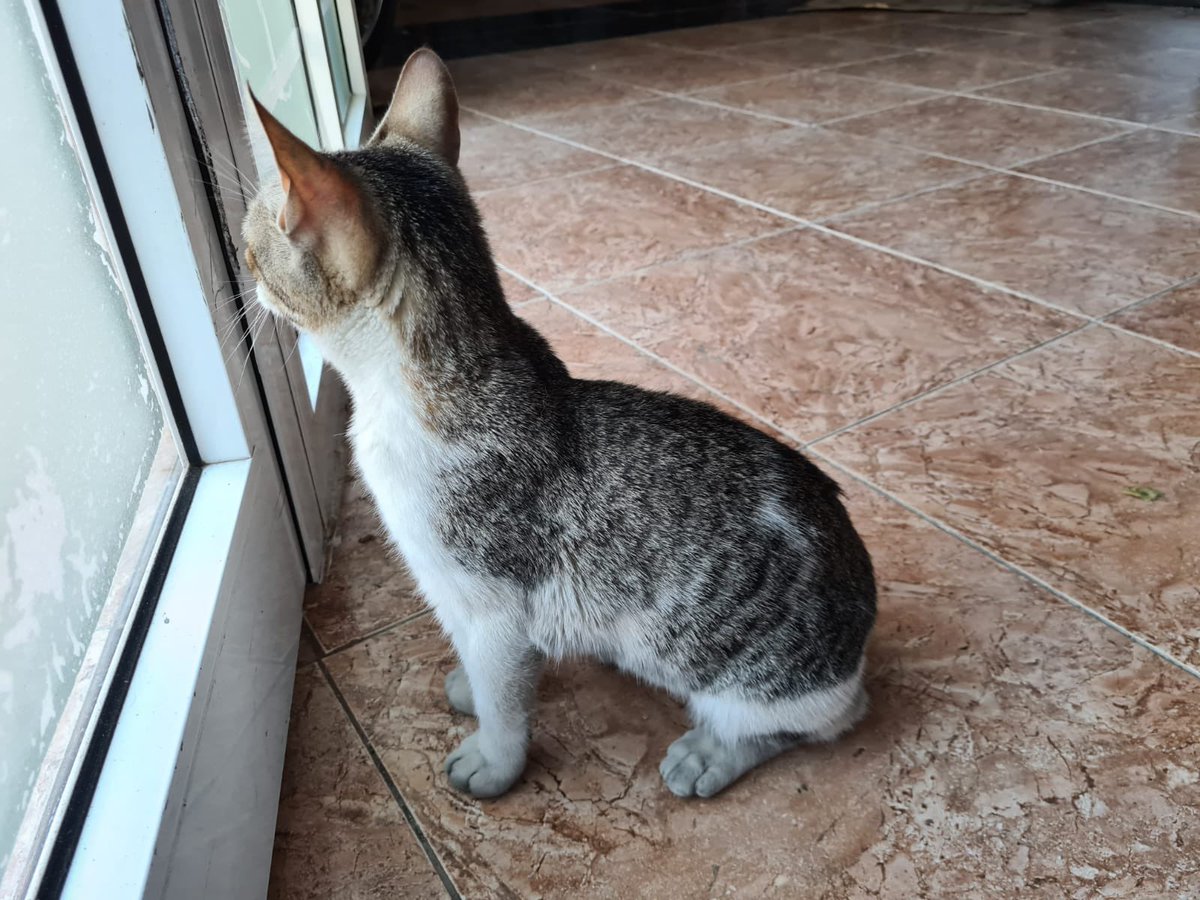 Nos estrenamos en rescates presentando a Filomena, una preciosidad de 4 mesecitos rescatada hoy del motor de un coche. Ya ha pasado por nuestro vete y está perfecta y es un amor. Si quieres ser su humano para siempre escríbenos a info@mininosmurcia.com #AdoptaNoCompres