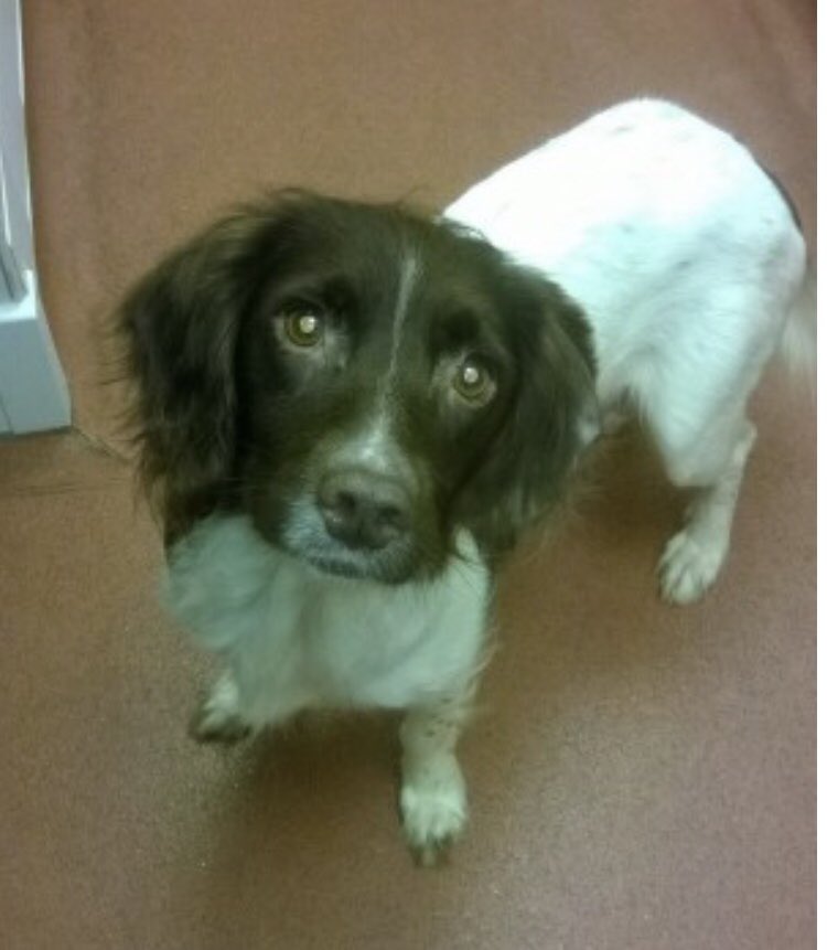 rosieDoc2's tweet photo. #SpanielHour 
❌FOUND 7/1/21 6 days ago which gives us ONE MORE DAY to find family DISTINCTIVE MARKINGS 
Who is this little #ESS ? 
Found in #Windsor #SL4 
With SDK who will be putting her up for adoption...SOME1 was advised after 2moro to take posts down as it could cause upset https://t.co/mNiqK7ioDX