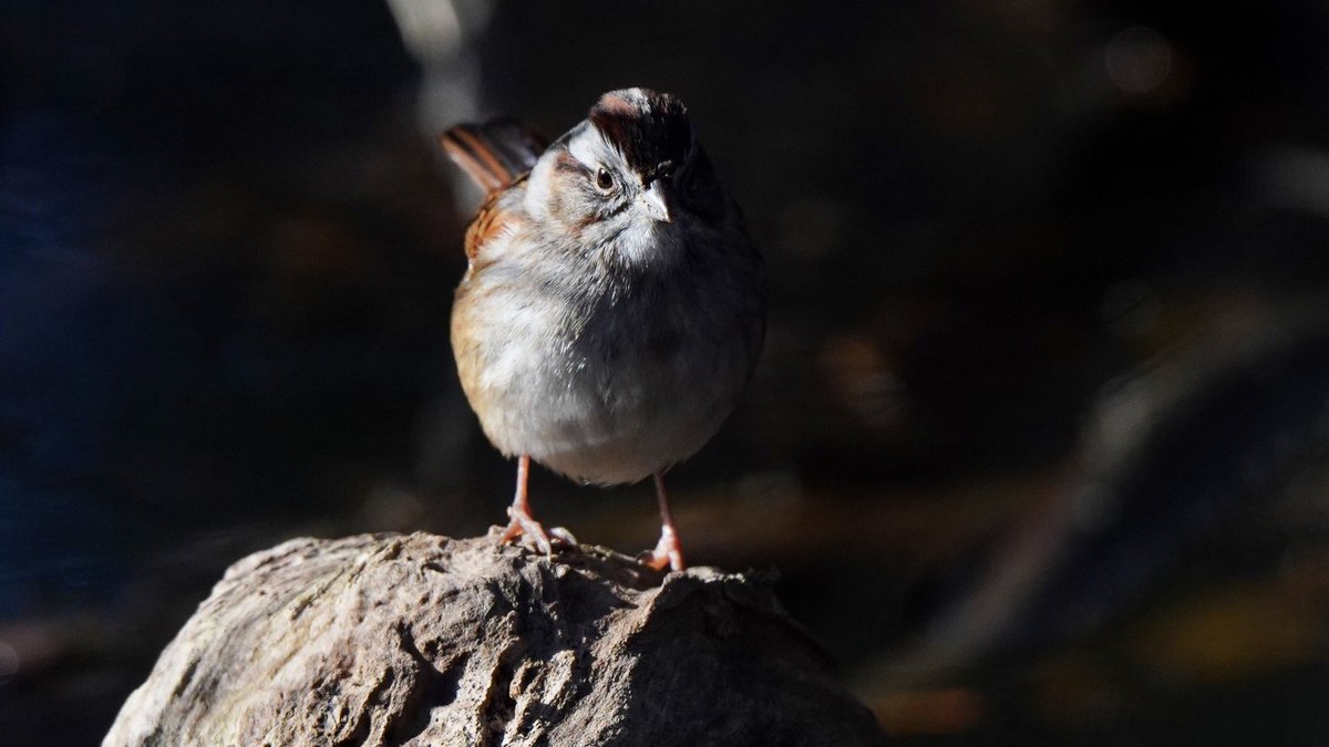 The lighting has been so awesome lately, so enjoy this dramatic shot of a Swamp Sparrow! He was pausing for the utmost dramatic effect. 😄
#photooftheday #photography #bird #photo #birdwatching #sparrow #wildlife #Maryland #birdphotography