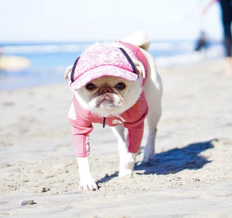 ‘Pug Patrol!’ 
#pugpatrol #puglife #beachlife #doghat #ripcurlpro #surfgidgetthepug #happyplace #pug