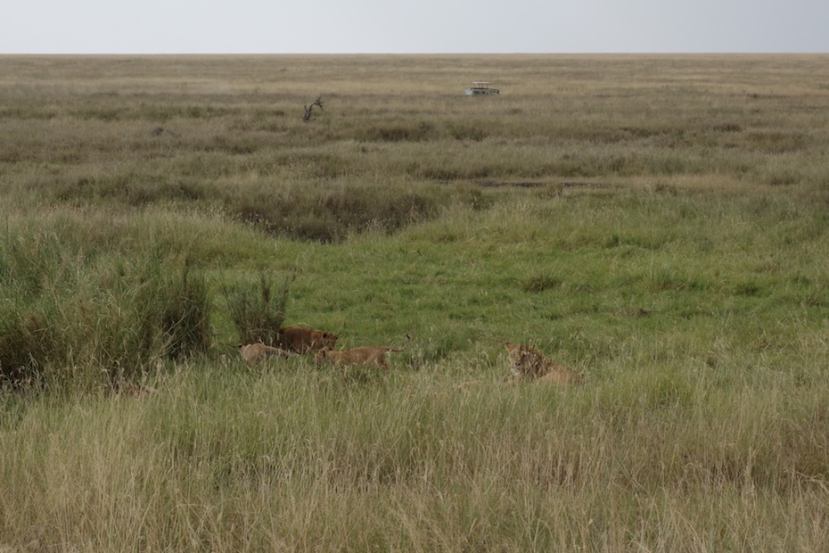 thetouchofsound's tweet photo. Discover a pride of lions and it's vocal cubs in the #Serengeti of #Tanzania. #Weeklydestination
Click link for sound:
https://t.co/c4q7gh5Au7
@TTBTanzania https://t.co/xc8PizS4P4