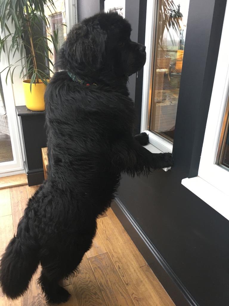 simonwainwrig13's tweet photo. There’s a strange man in the house, covered in dust - big brush. He’s in the fireplace so I’m keeping a beady eye on him 🐾🐾 #newfoundlandwatchdog #suspicious #chimeysweep #chimchiminey 🖤 https://t.co/whUUomGlRr