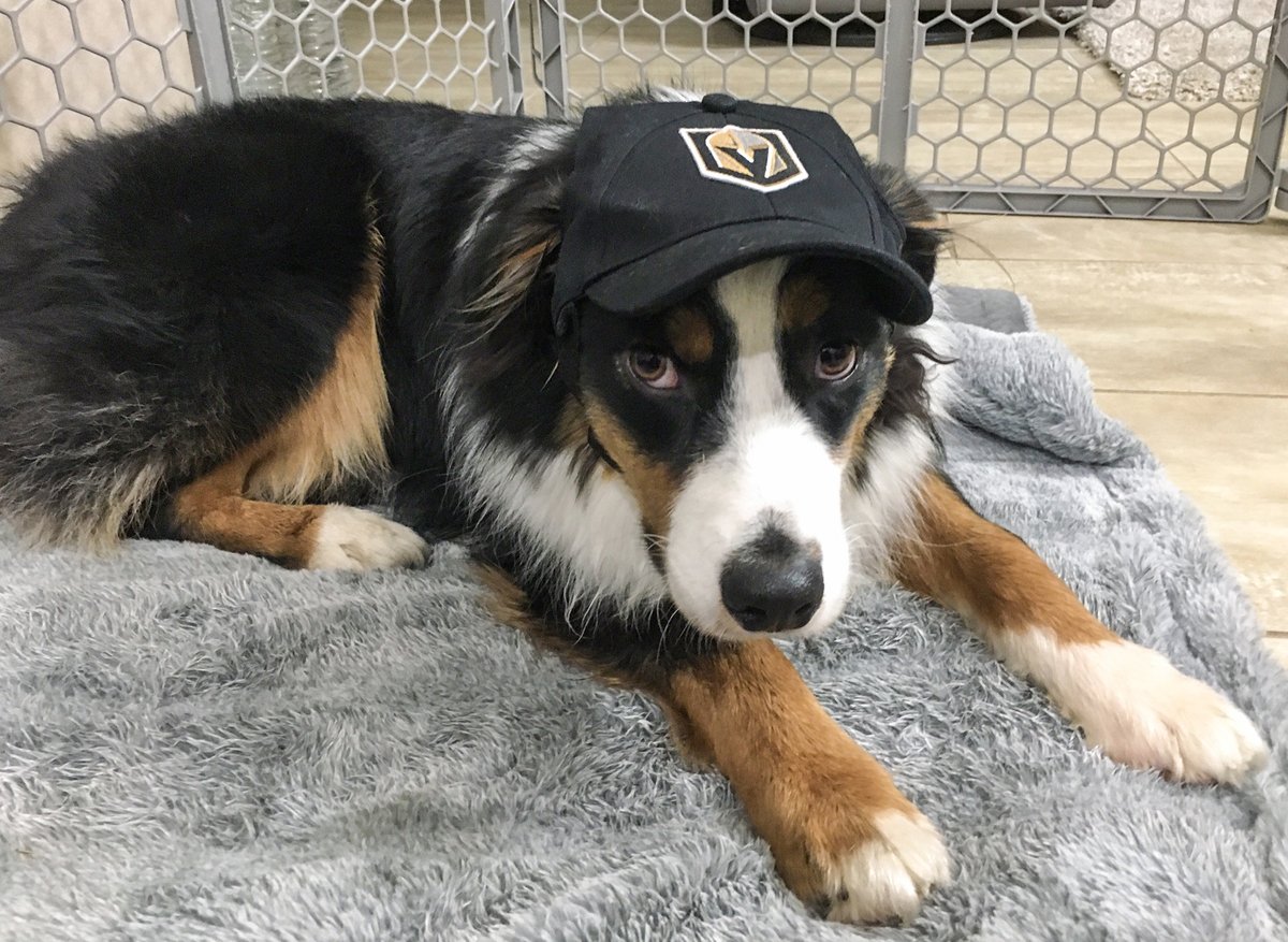 GearyCrew's tweet photo. Tomorrow is National Dress Up Your Pet Day!
Is your pooch ready for the pup-arazzi? Is your cat dressed to the nines? 

Here are some of our party animals, ready to kick off the new year in style.
Can your pet rock a frock? Share your photos with us in the comments! https://t.co/mjlZLxUH4Z