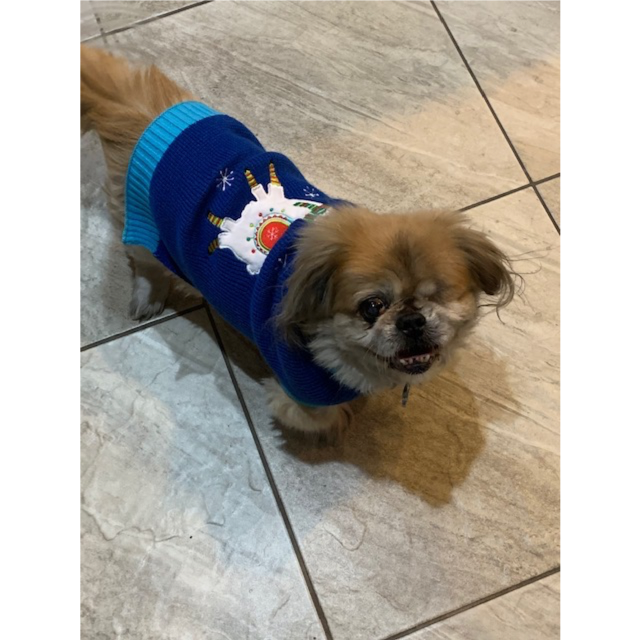 GearyCrew's tweet photo. Tomorrow is National Dress Up Your Pet Day!
Is your pooch ready for the pup-arazzi? Is your cat dressed to the nines? 

Here are some of our party animals, ready to kick off the new year in style.
Can your pet rock a frock? Share your photos with us in the comments! https://t.co/mjlZLxUH4Z