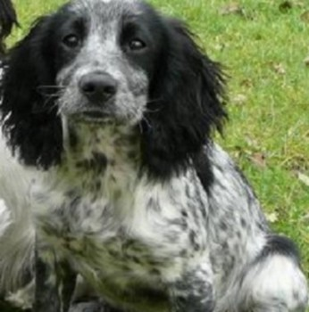 bs2510's tweet photo. INDIA ROSE #SpanielHour
Female #CockerSpaniel Puppy blue roan Tagged & Microchipped
#Missing 01 Mar 2008 #Latton on #Gloucestershire #Wiltshire border South West SN6
https://t.co/Wub7ptZ19j https://t.co/f3SZIJXKUx