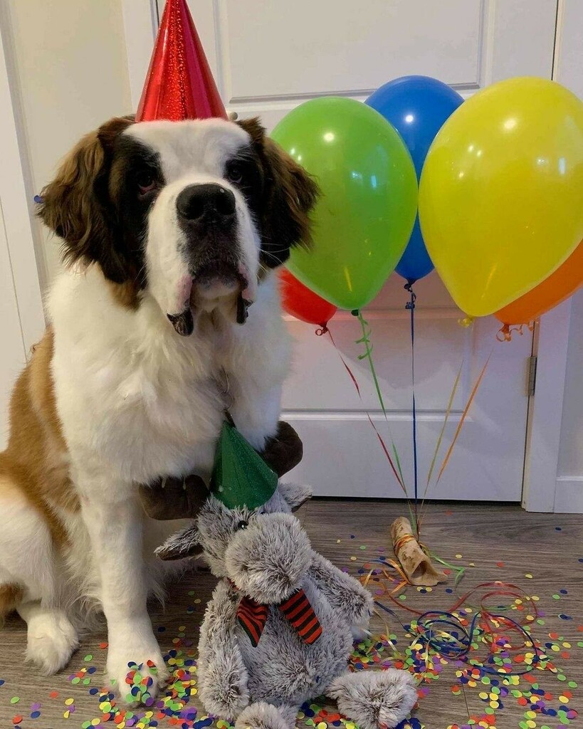 partystuffwpg's tweet image. Whether you are planning a wedding, a social, or even your dog&apos;s 1st birthday party, we have everything you need to make the day as special as it can be. 🎈🐶

Thank you to @osothest.bernard for sharing this adorable photo with us! 😍

Get decorations f… instagr.am/p/CKASZgNAhQb/