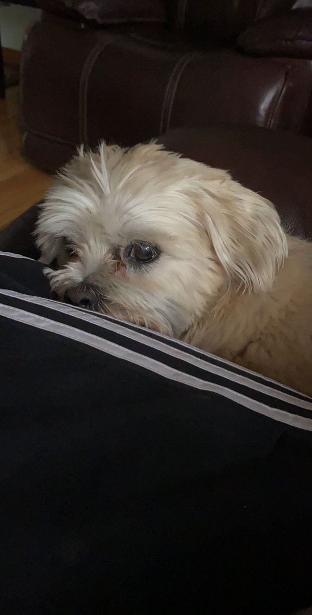 kmmurcia's tweet photo. I love you buddy forever &amp; always. Rip to my sweet baby boy ❤️🥺 https://t.co/vE1sqqwXeY