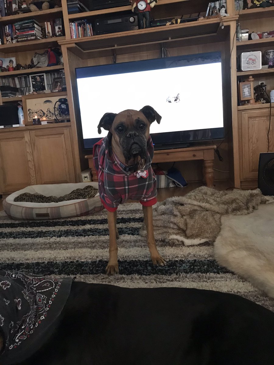 rswizzy1's tweet photo. My lil old man decided to take his big trip to the sky while I was in WA. Words can’t describe the heartache I feel, yet I was blessed with 11 years with my precious little dude. I love you so much buggie, I hope they have sweaters up there for you. https://t.co/dUGDwL2cDE