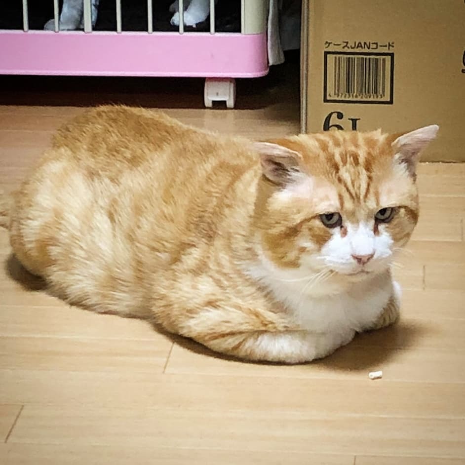 Npo法人 ねこけん にらみをきかせる猫バス ねこけん とらきち 猫バス 茶トラ 保護猫 T Co Kyiyekt1wj T Co Yoz4q9bryq Twitter