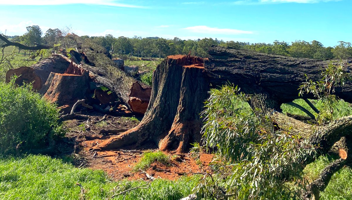 4) The Black Summer fires had a really massive impact on the NSW koala population and their habitats.So why is the NSW Govt still allowing developers like  @LendleaseGroup to chop down old trees in a vital koala habitat corridor?