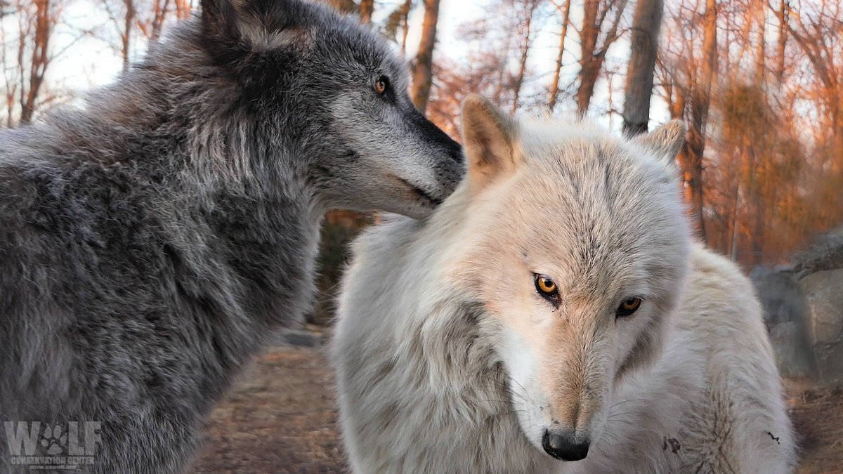 Psst... Wolves are essential. Pass it on 🐺