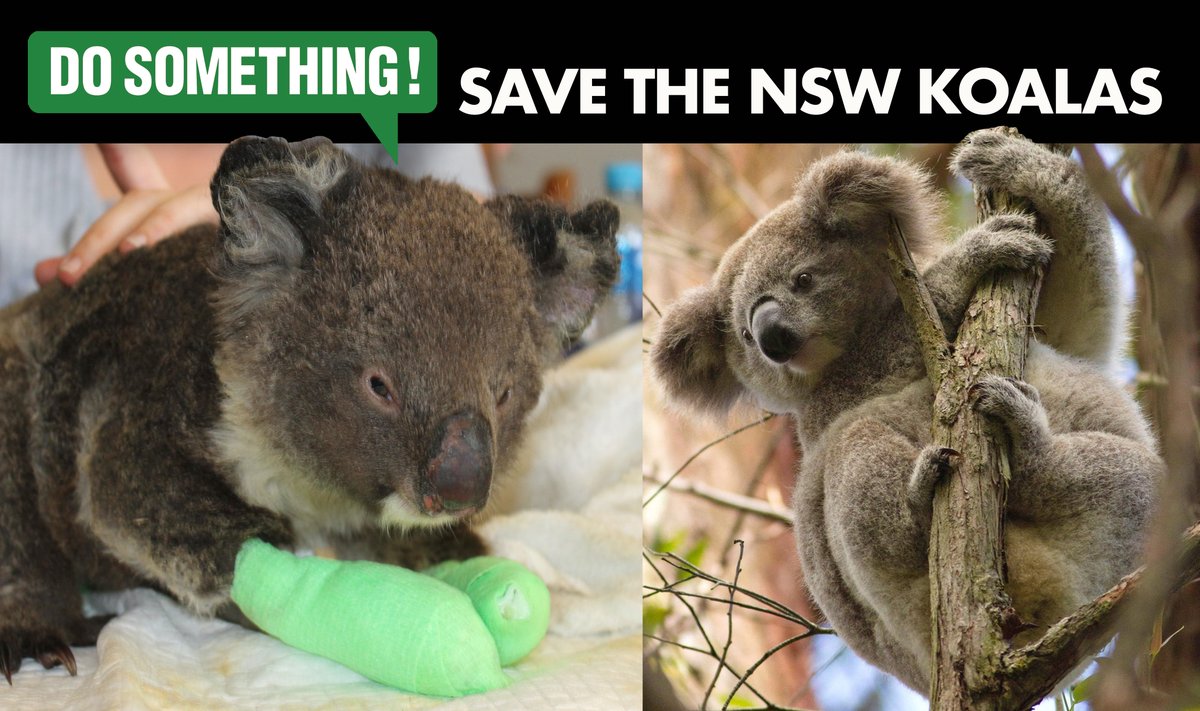 7)  @LendleaseGroup needs to protect koala habitat. If it fails to do so in this project at Mt Gilead, it could damage its reputation with ethical investors. @GRESB  @RIAANews  @AustEthical and others will no doubt follow this issue.
