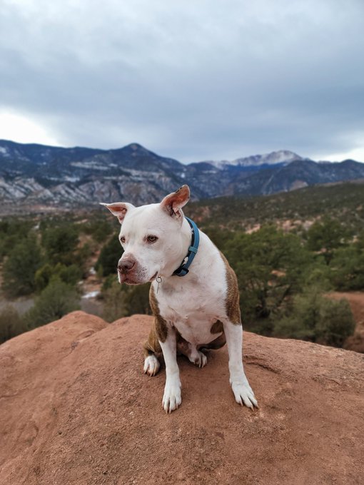 Afternoon hike with my Taz https://t.co/qy8gR1UYAF<a href="/tag/bootylicious"class="tags"><span>#bootylicious</span></a><a href="/tag/saturdaymorning"class="tags"><span>#saturdaymorning</span></a><a href="/tag/bootyoftheday"class="tags"><span>#bootyoftheday</span></a>