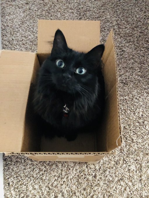 Why she so cute!? 😻😸 https://t.co/59vhLPGDUr<a href="/tag/macaroni"class="tags"><span>#macaroni</span></a>