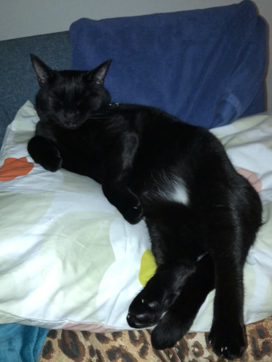 hashebeen's tweet photo. @Soxthewavingcat Here’s a ❤️ from Skittles x https://t.co/pPXPssqHYh