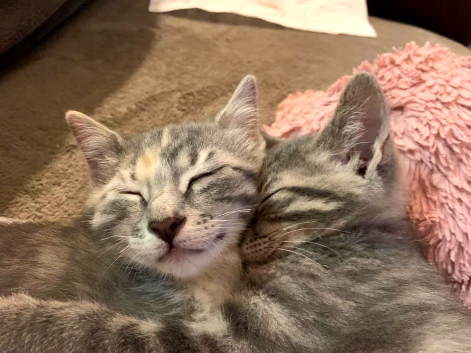 DallasShelter's tweet photo. The kitten hug you needed to get you through your Wednesday. 😻
These cuties have found already found a home but you can adopt or become a foster for kittens as cute as these online today at https://t.co/4tPgHSNvbE. #BeAFoster #BeDallas90 https://t.co/f06lFF0M63