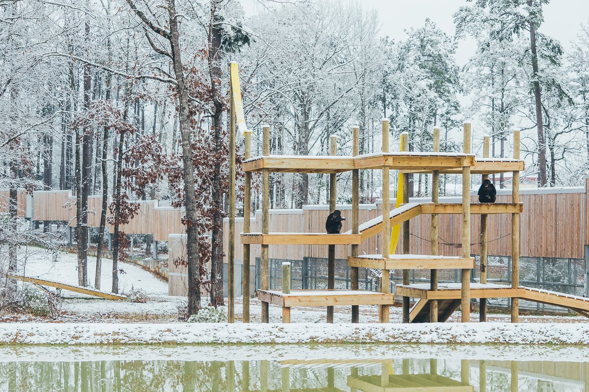 visitshreveport's tweet photo. Here's a mini recap of the Snow Day at @ChimpHaven earlier this week! It's so warming to see Kaya &amp; Maxi taking in the pleasures of a frosted forest in Keithville. Just look at those big smiles! ❄️ #PressPlaySB #SBFunSide #SnowDay https://t.co/UDkRyCwLcx