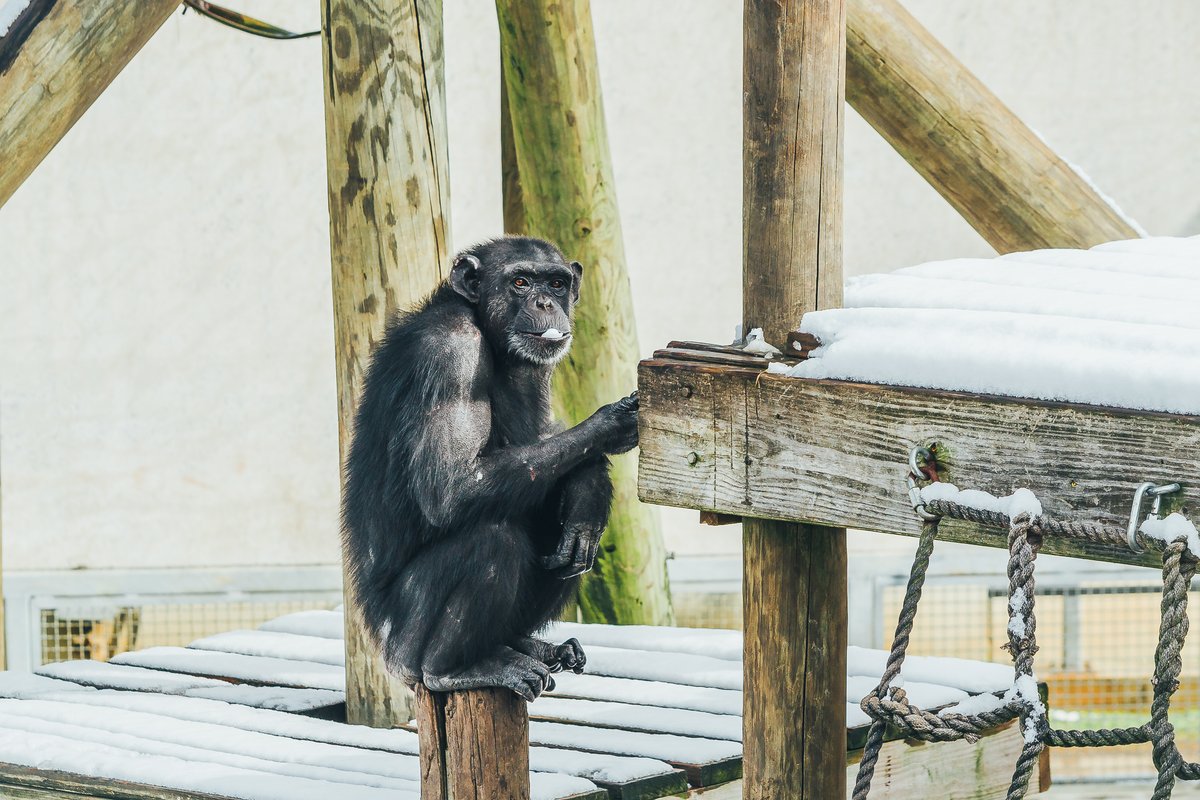 visitshreveport's tweet photo. Here's a mini recap of the Snow Day at @ChimpHaven earlier this week! It's so warming to see Kaya &amp; Maxi taking in the pleasures of a frosted forest in Keithville. Just look at those big smiles! ❄️ #PressPlaySB #SBFunSide #SnowDay https://t.co/UDkRyCwLcx