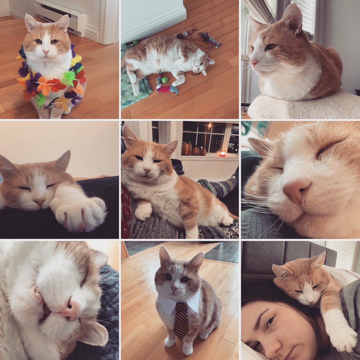 JuliaPantin's tweet photo. Happy Gotcha Day to the best kitty! #HankSyrupPantin https://t.co/4ejkqtYsuc