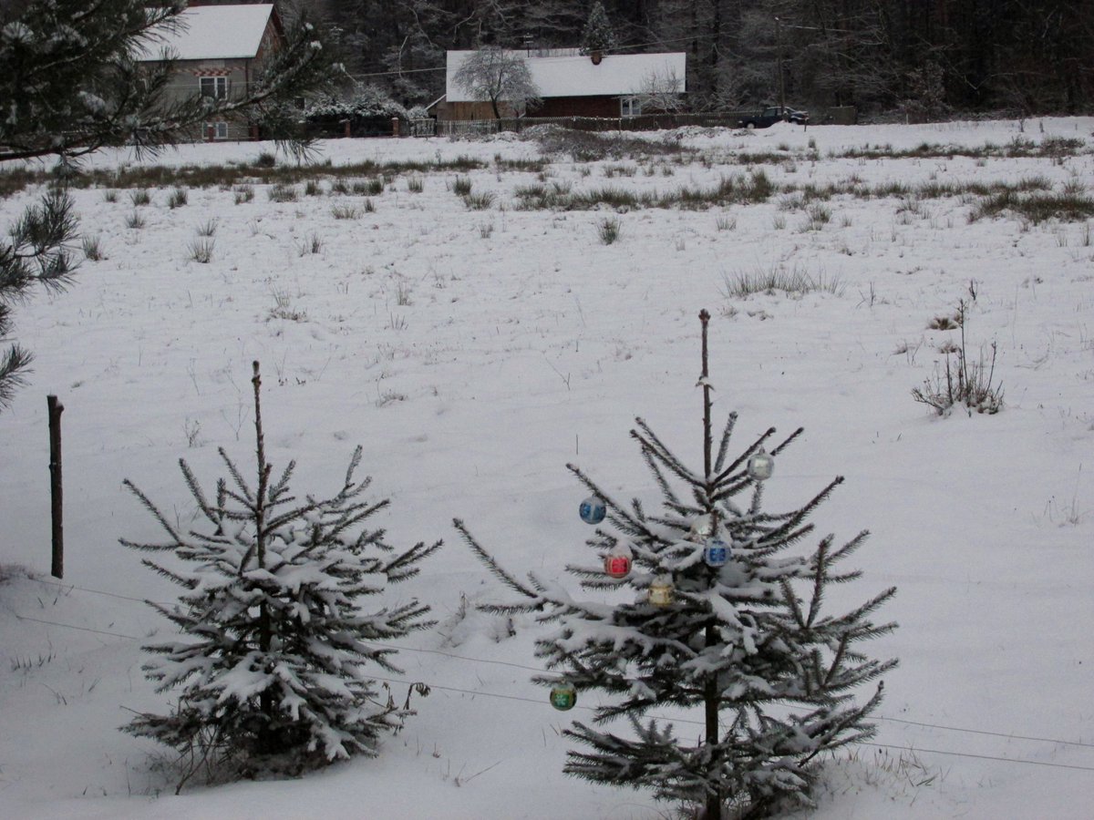 ZRoztocza's tweet photo. Zima na Roztoczu ,dosypało dziś , około 10 cm śniegu ❄️☃️🌨️ https://t.co/qqqSE6k6uo