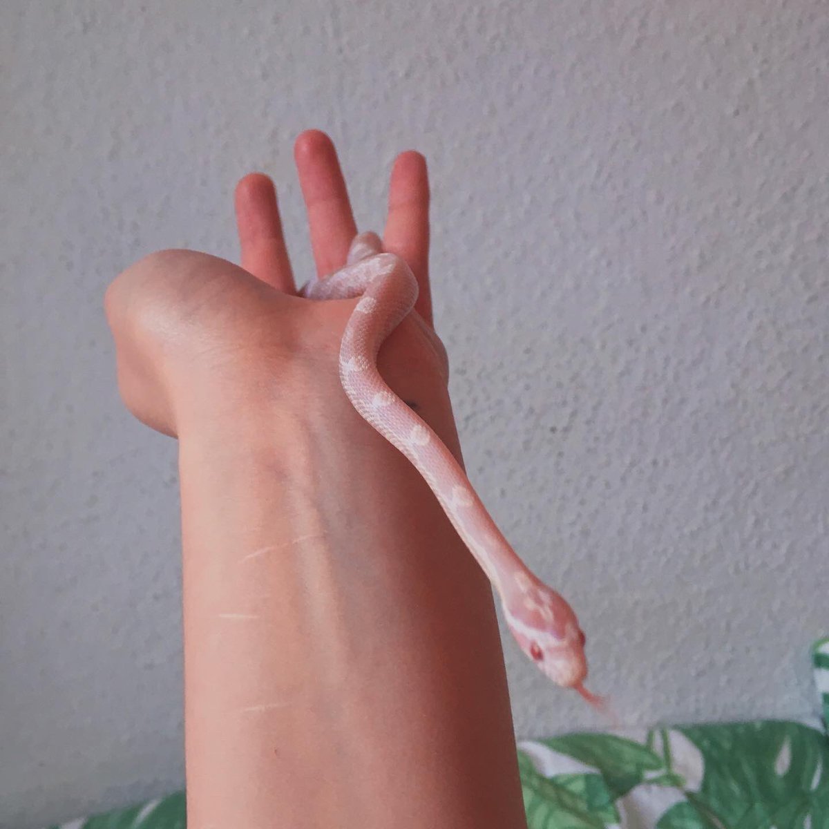 Blessing your timeline with my pink noodle baby 🐍💕