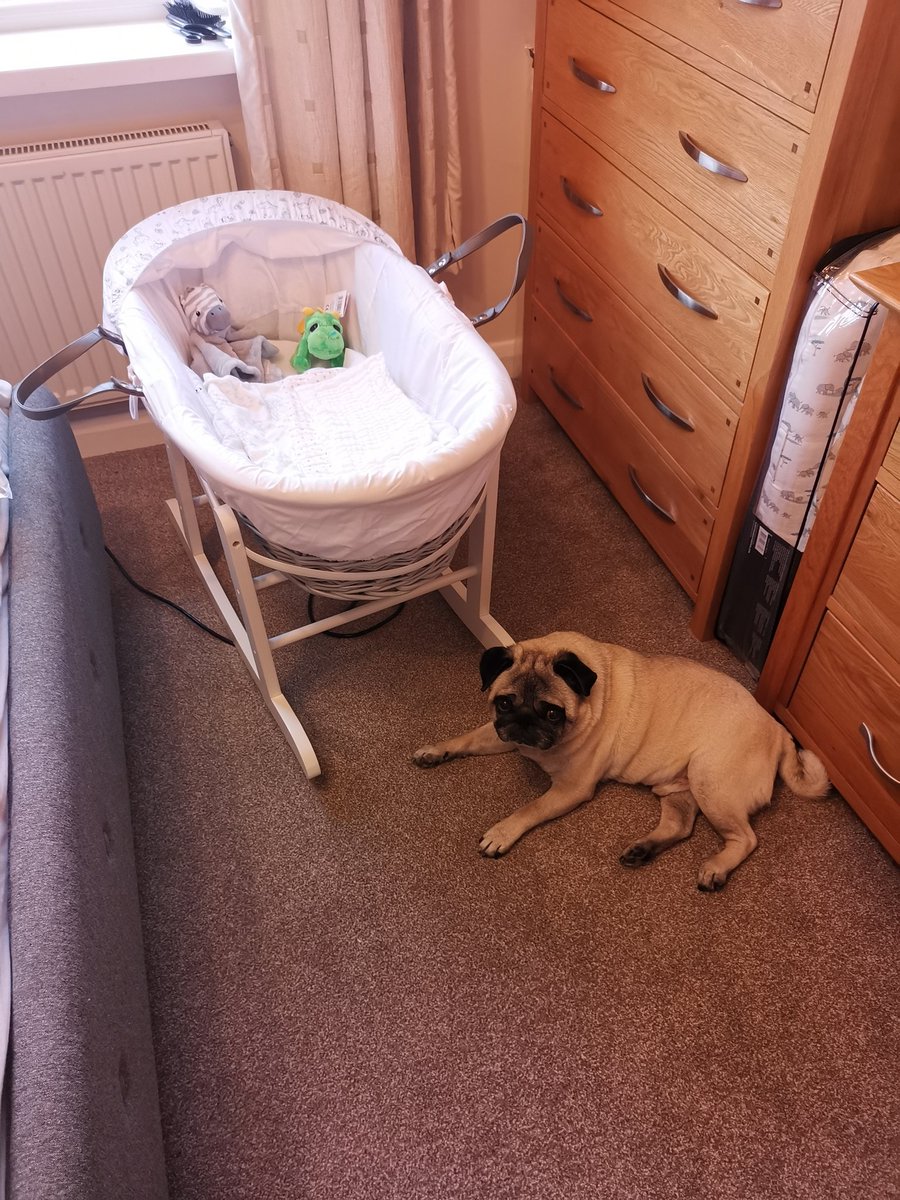 gordyfry's tweet photo. Patiently waiting for my little Bro Zakariah to arrive 💙❤️💙❤️💙❤️ https://t.co/BYWpbi0tS0