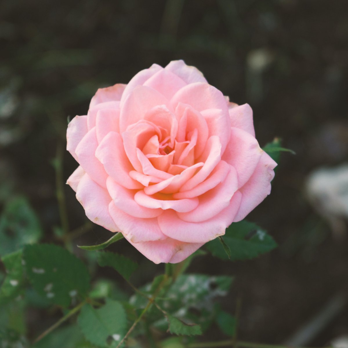 FlowerNo5's tweet photo. Flowers aren't just easy on the eyes -- they also help to purify the air! Call (407) 960-5885 to order your arrangements. https://t.co/QD2PJk59NI