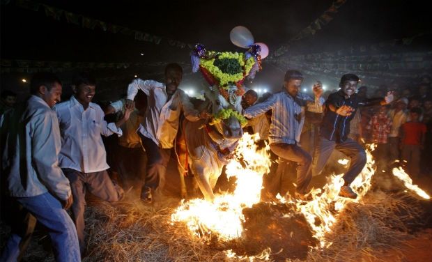  #KarnatakaOn this day a Shobha Yatra (graceful procession) is carried out. People greet each other with joy, taking sugarcane & dry coconut.Farmers of Chamarajanagar celebrate by jumping over fires along with their decorated bulls.