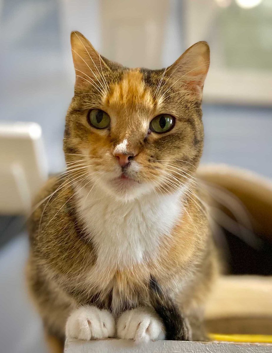 youngatheartpet's tweet photo. #WhiskerWednesday #CatsofTwitter

Hi there! I'm Zara, and I'm a little thing that can pass as a kitten! I was rescued from an animal-hoarding situation with five of my feline siblings.

Zara and her friends are at our adoption center in Woodstock, IL.
https://t.co/f0eEMmd8sf https://t.co/tsYyeyXFzG